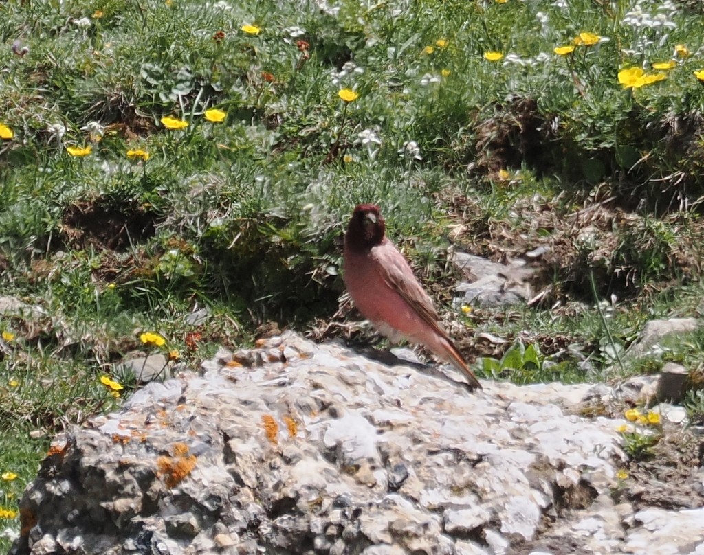 ハネナガマシコ - ML642981468