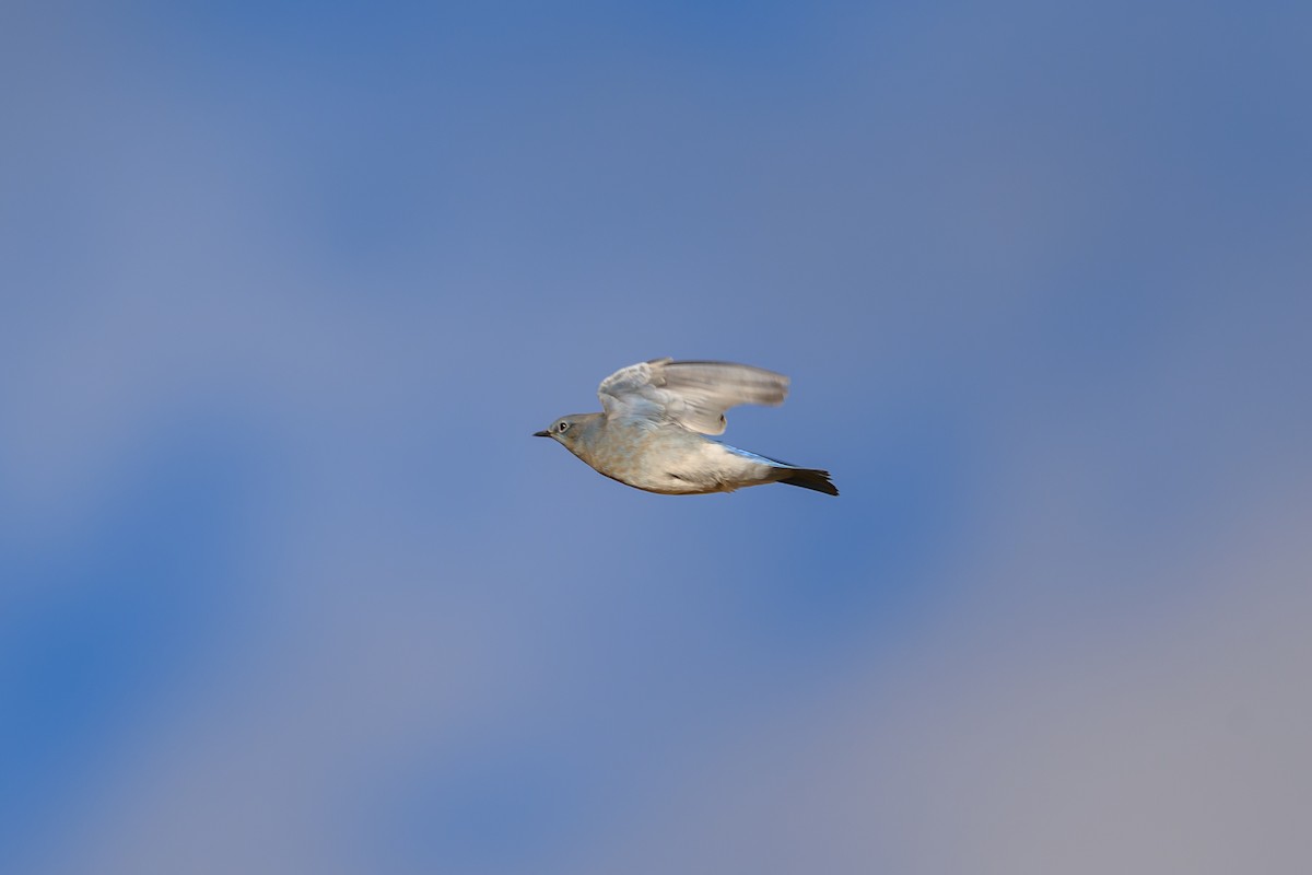 Mountain Bluebird - ML642981470