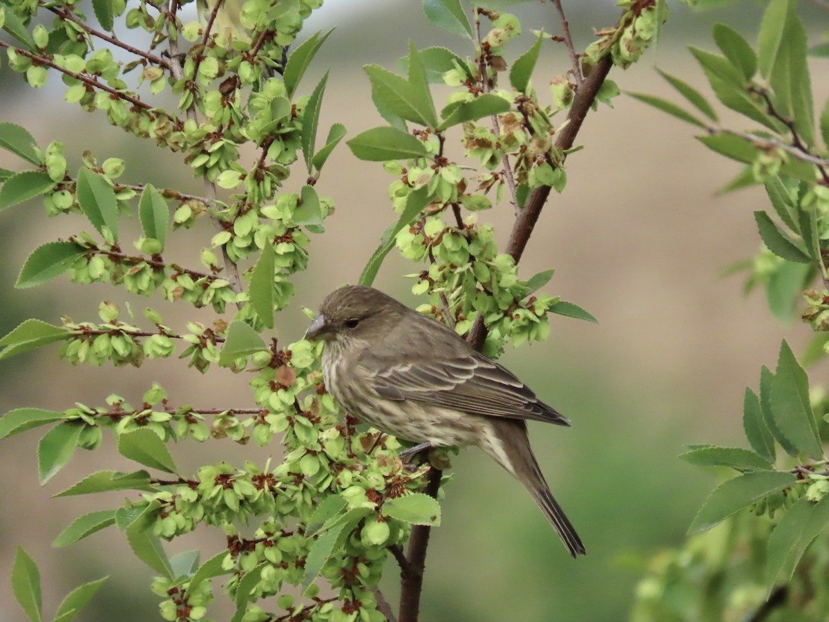 House Finch - ML642981473