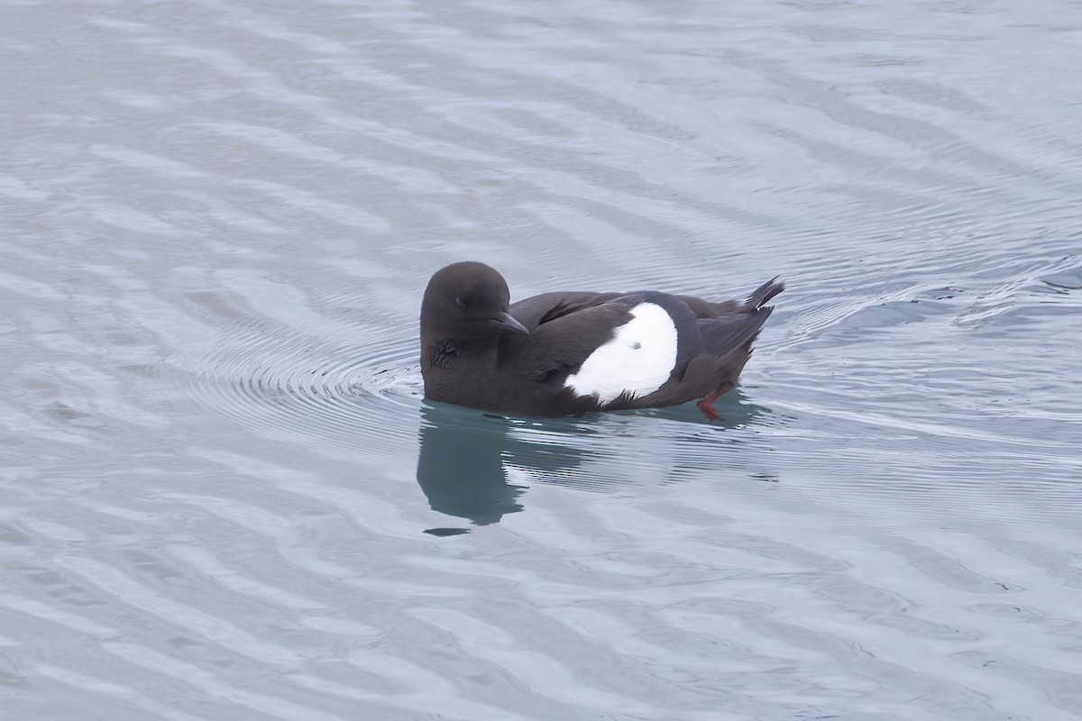 Black Guillemot (mandtii) - ML642981479