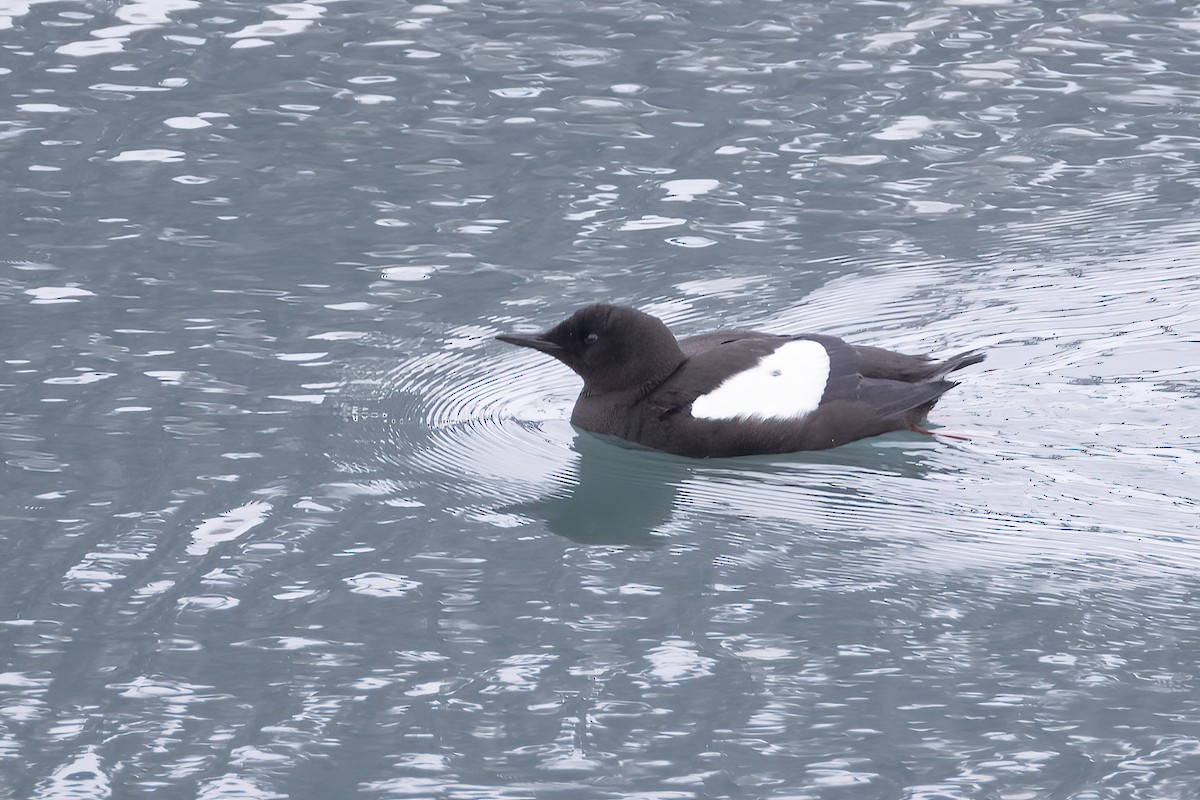 Black Guillemot (mandtii) - ML642981480