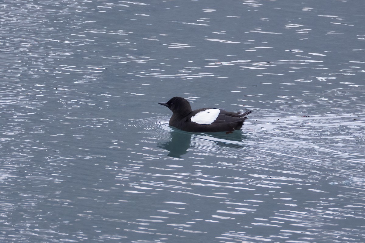 Black Guillemot (mandtii) - ML642981481