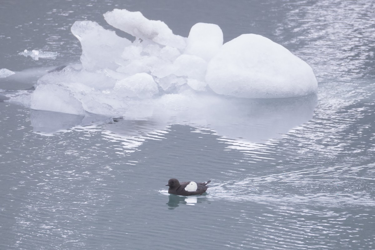 Black Guillemot (mandtii) - ML642981482