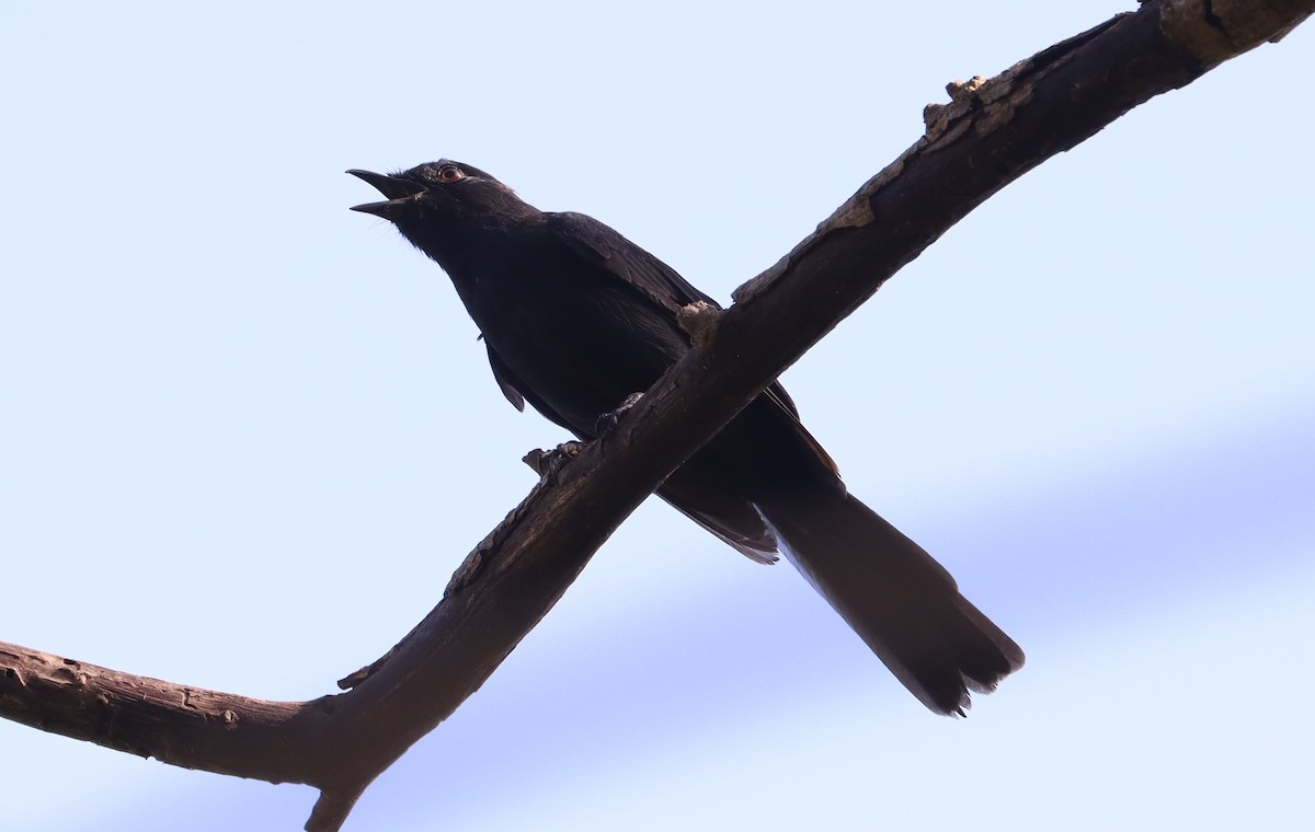 Northern Black-Flycatcher - ML642981505