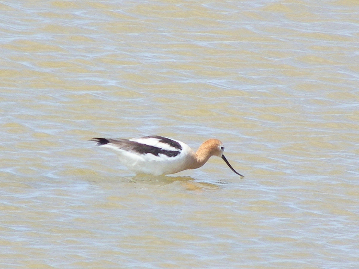 American Avocet - ML642981520