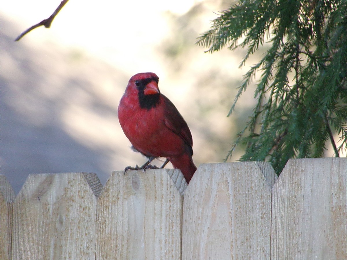 Northern Cardinal - ML642981535