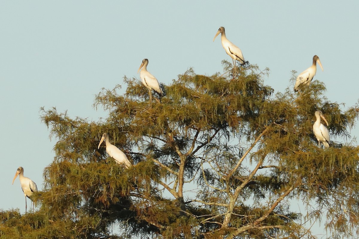 amerikastork - ML642981536