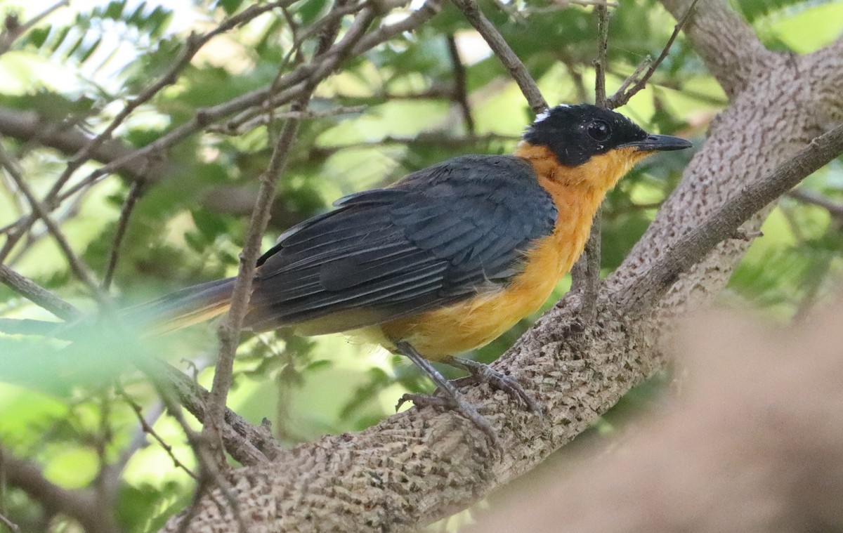 Snowy-crowned Robin-Chat - ML642981538