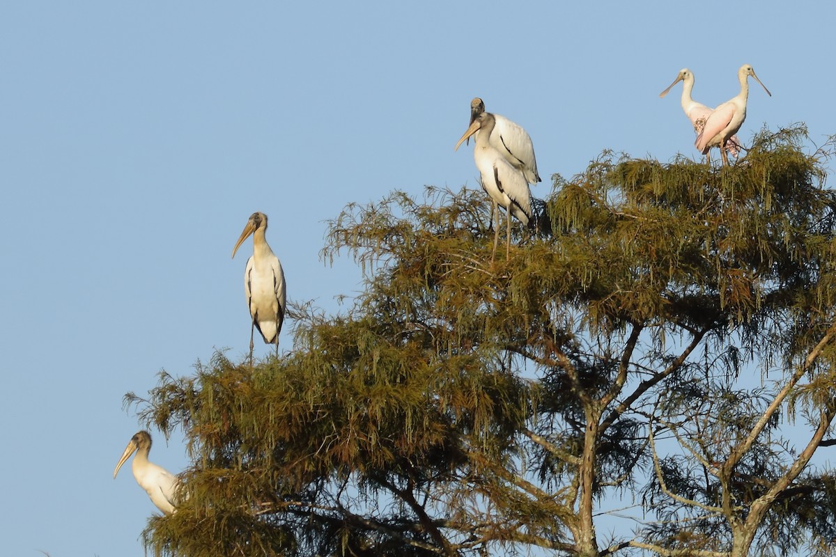 amerikastork - ML642981539