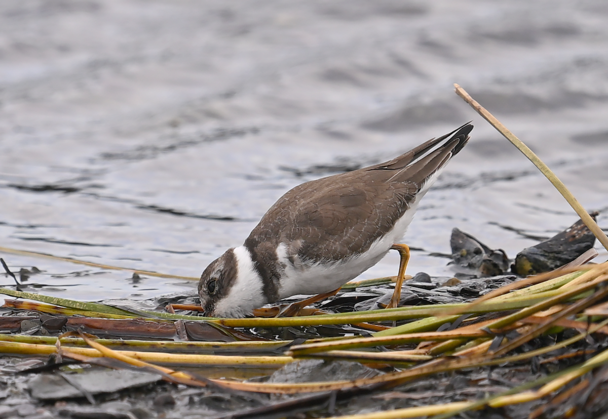Semipalmated Plover - ML642981548