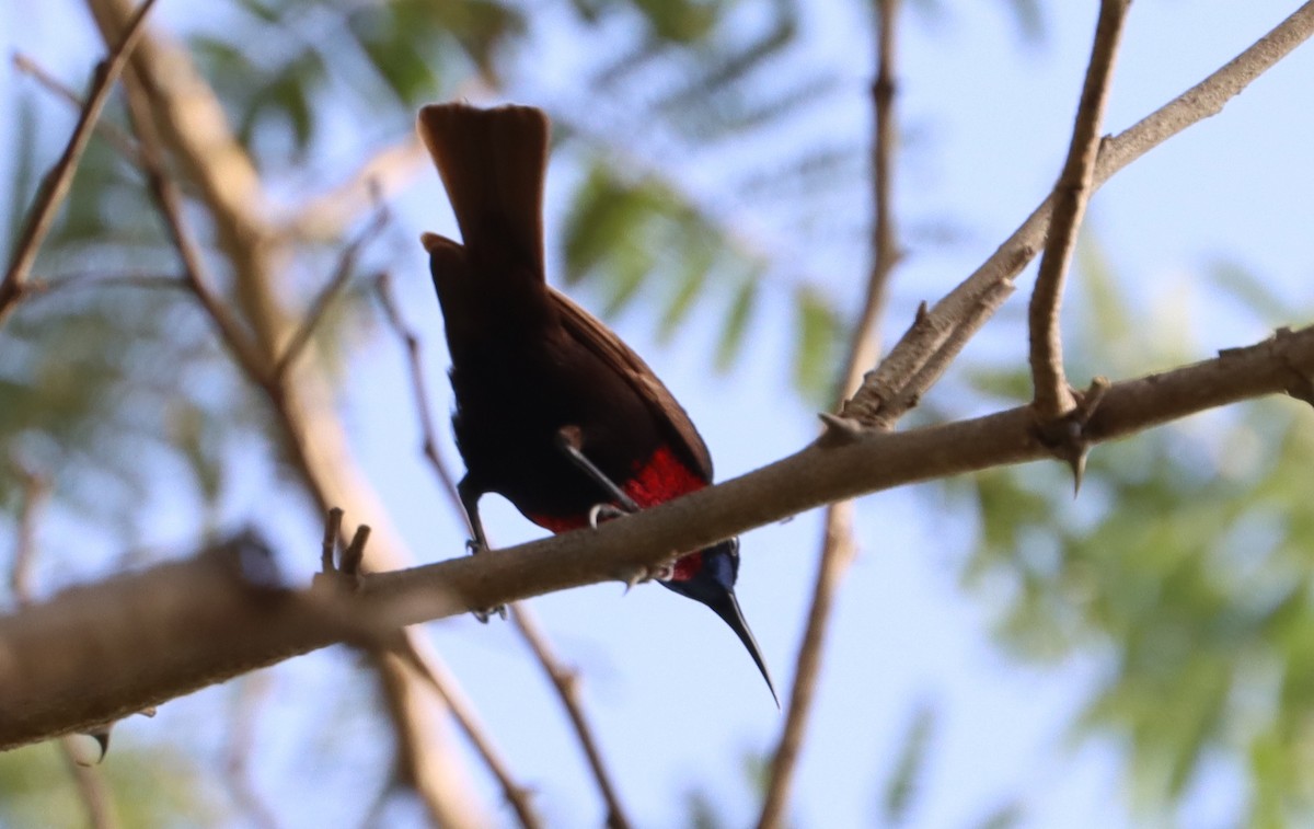 Scarlet-chested Sunbird - ML642981554