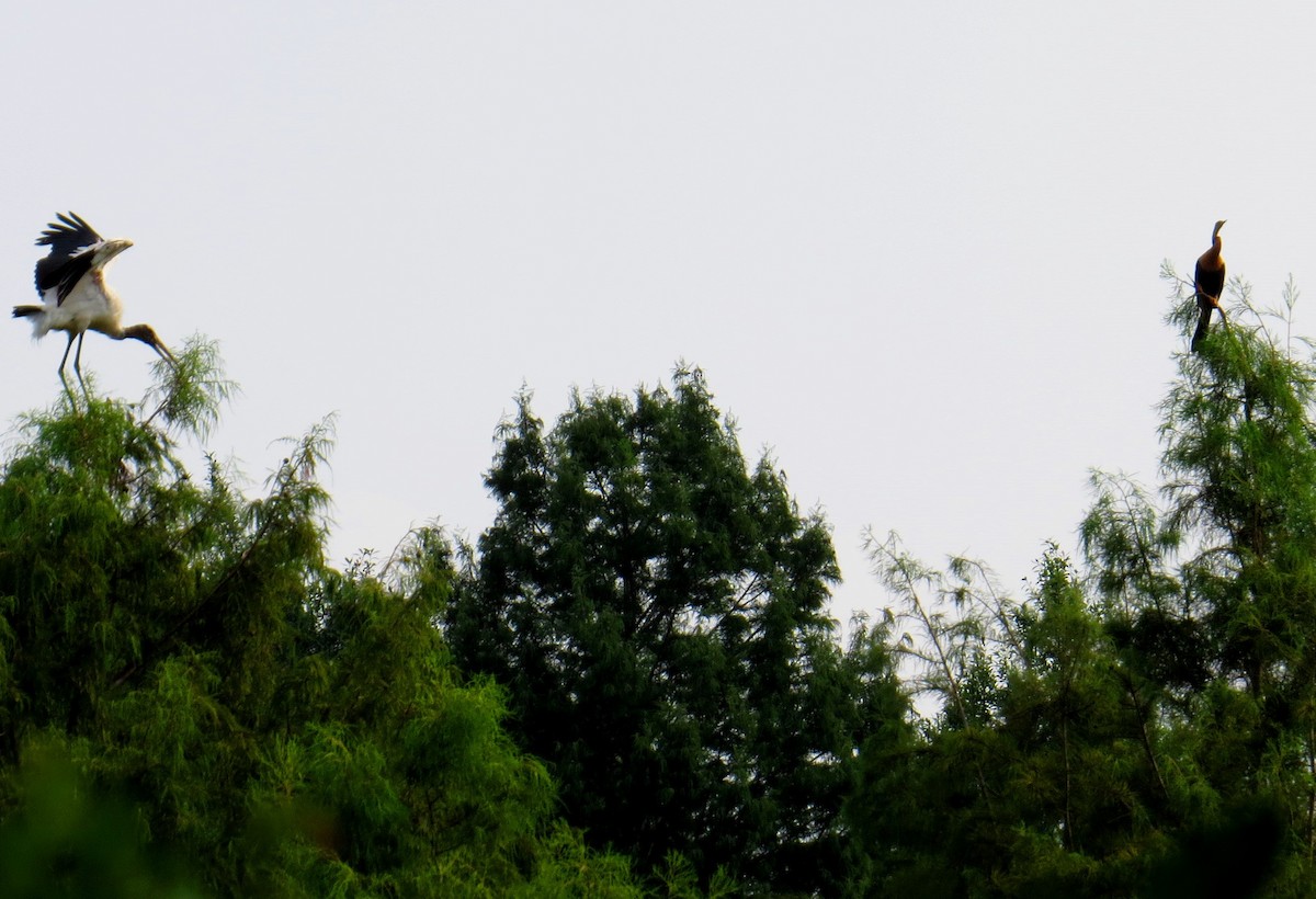 Wood Stork - ML642981569