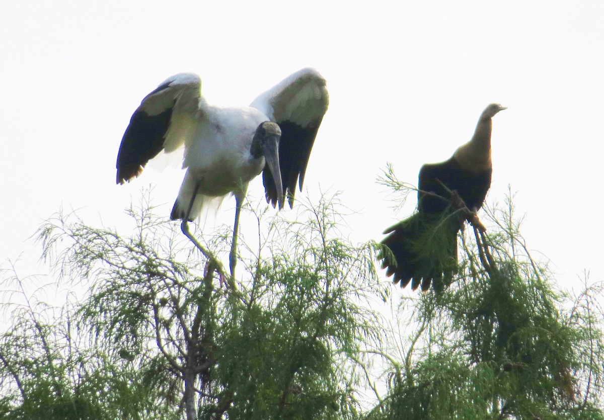 Wood Stork - ML642981570