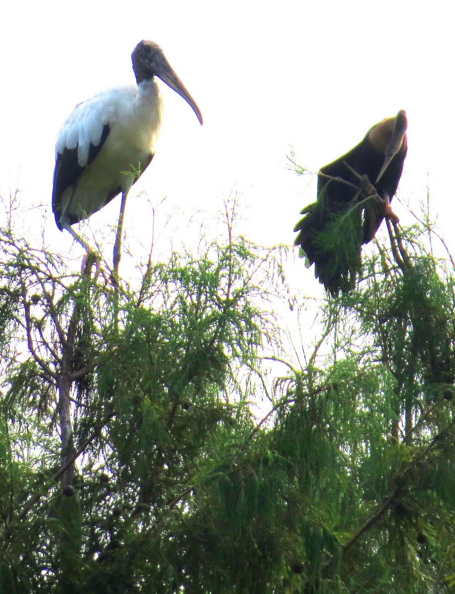 Wood Stork - ML642981572