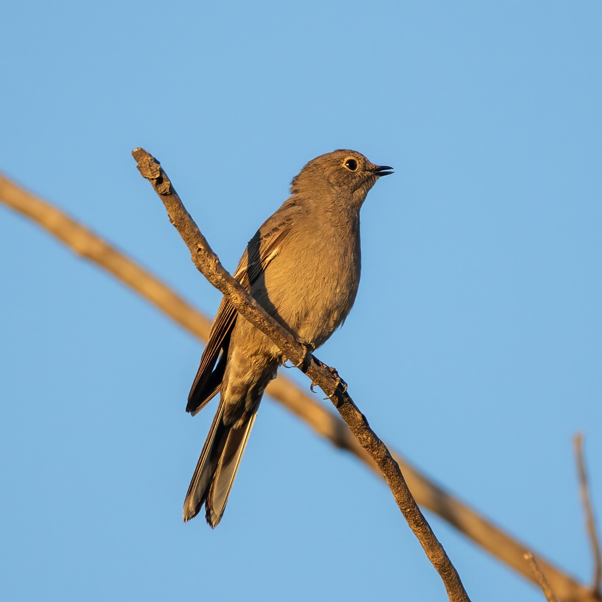 Townsend's Solitaire - ML642981574