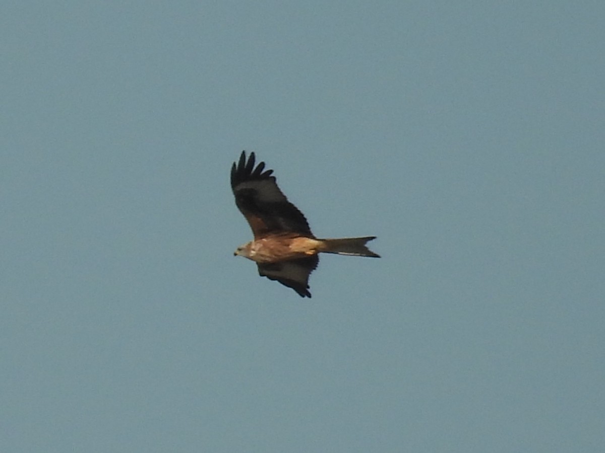 Red Kite - ML642981577