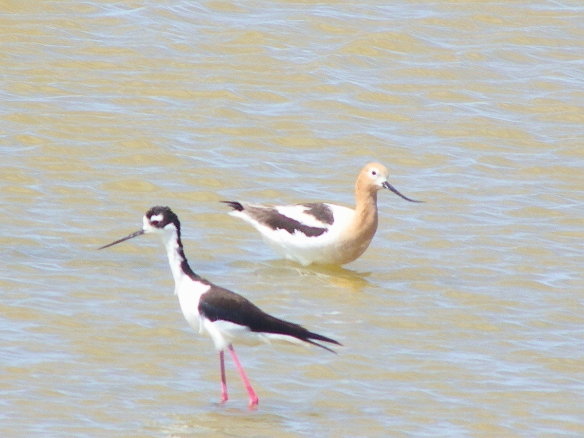 American Avocet - ML642981581