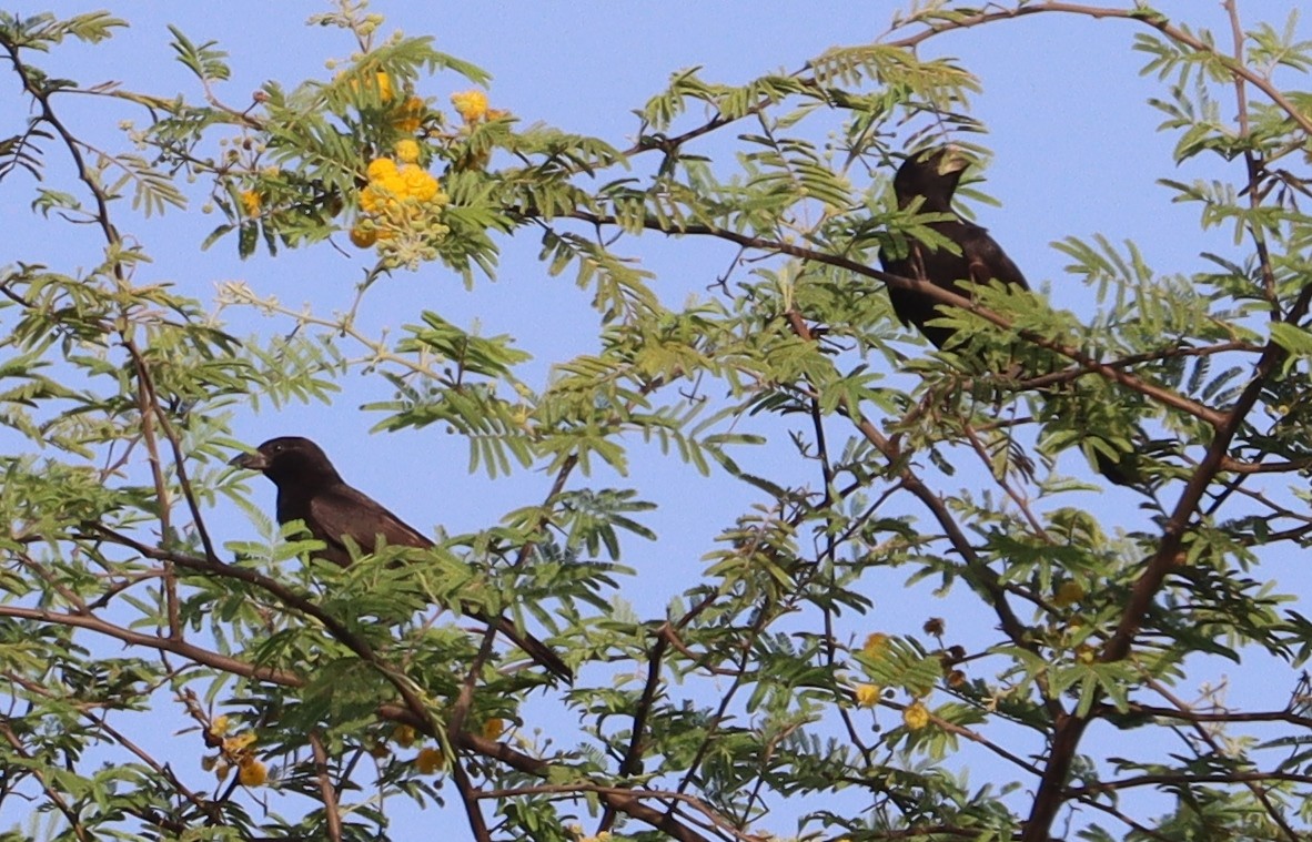 White-billed Buffalo-Weaver - ML642981585
