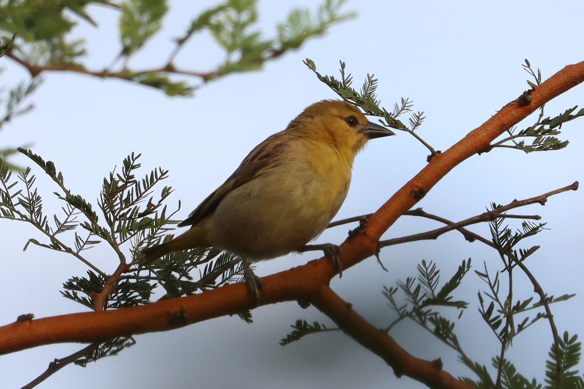 Little Weaver - ML642981589