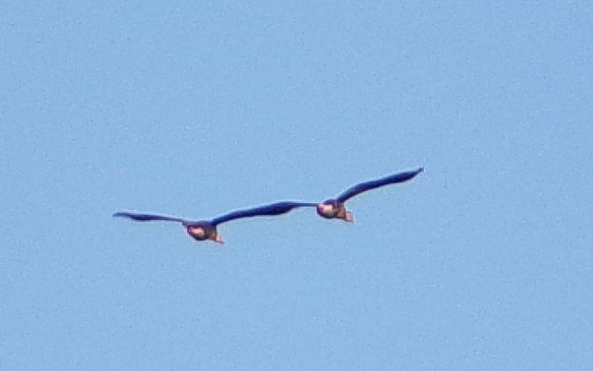 Black-bellied Whistling-Duck - ML642981601