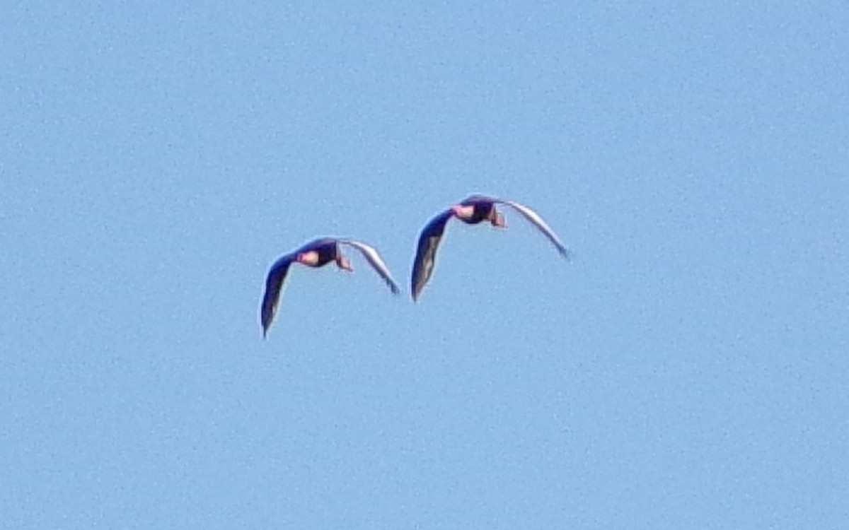 Black-bellied Whistling-Duck - ML642981602