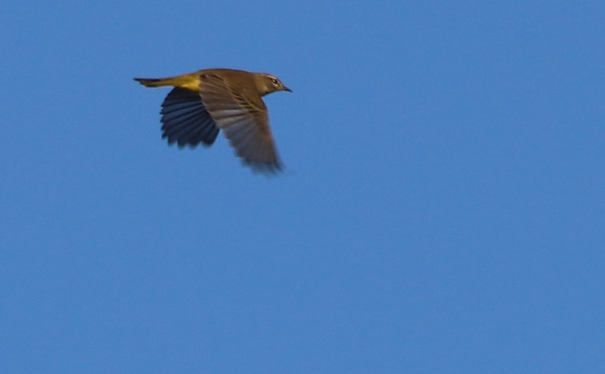 Palm Warbler (Yellow) - ML642981605