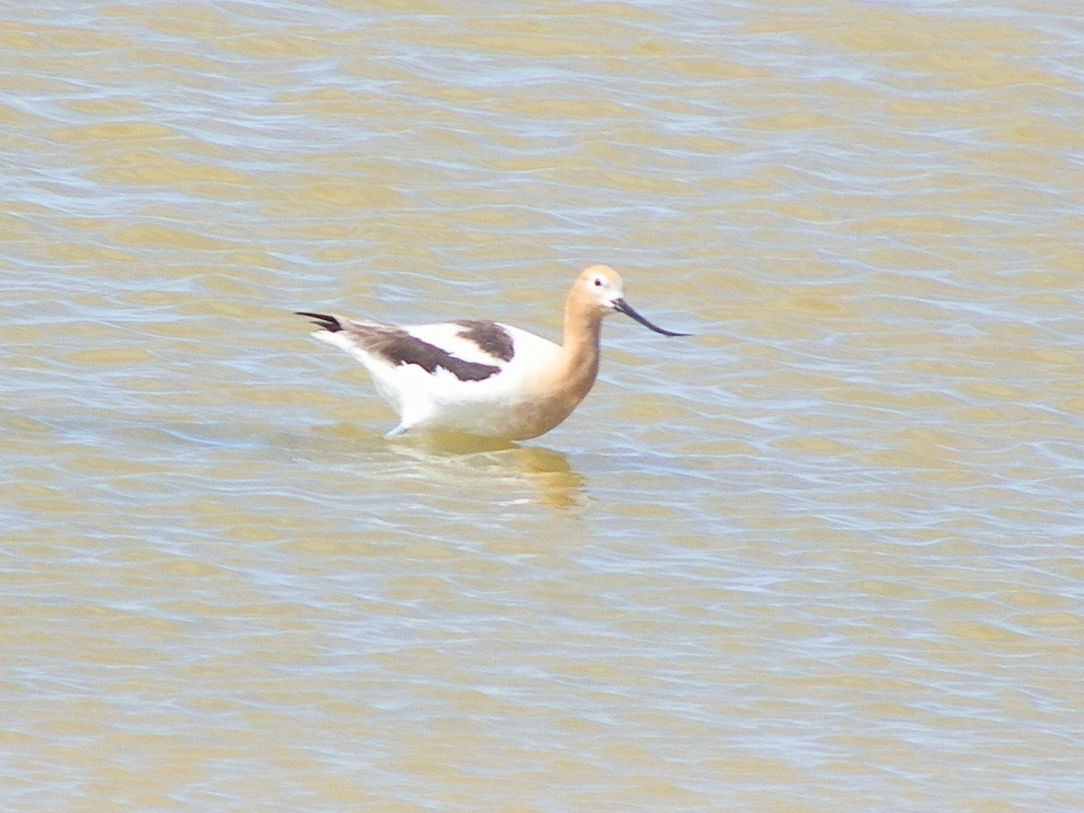 American Avocet - ML642981606