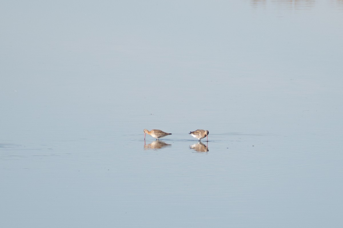 Black-tailed Godwit - ML642981607
