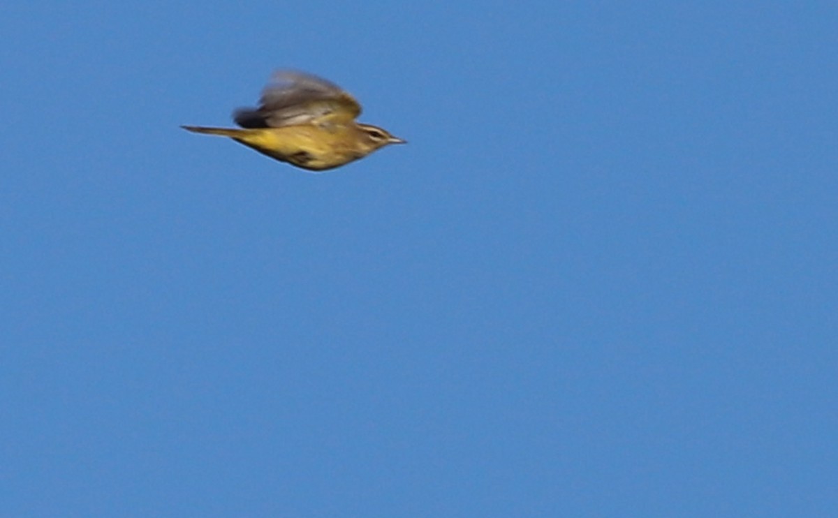 Palm Warbler (Yellow) - ML642981609