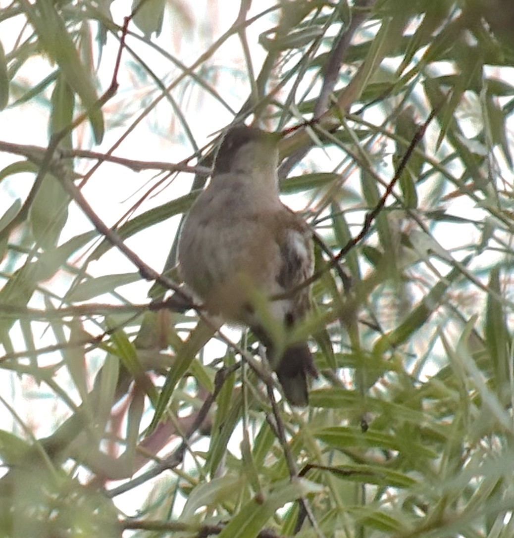 ノドアカハチドリ - ML642981616