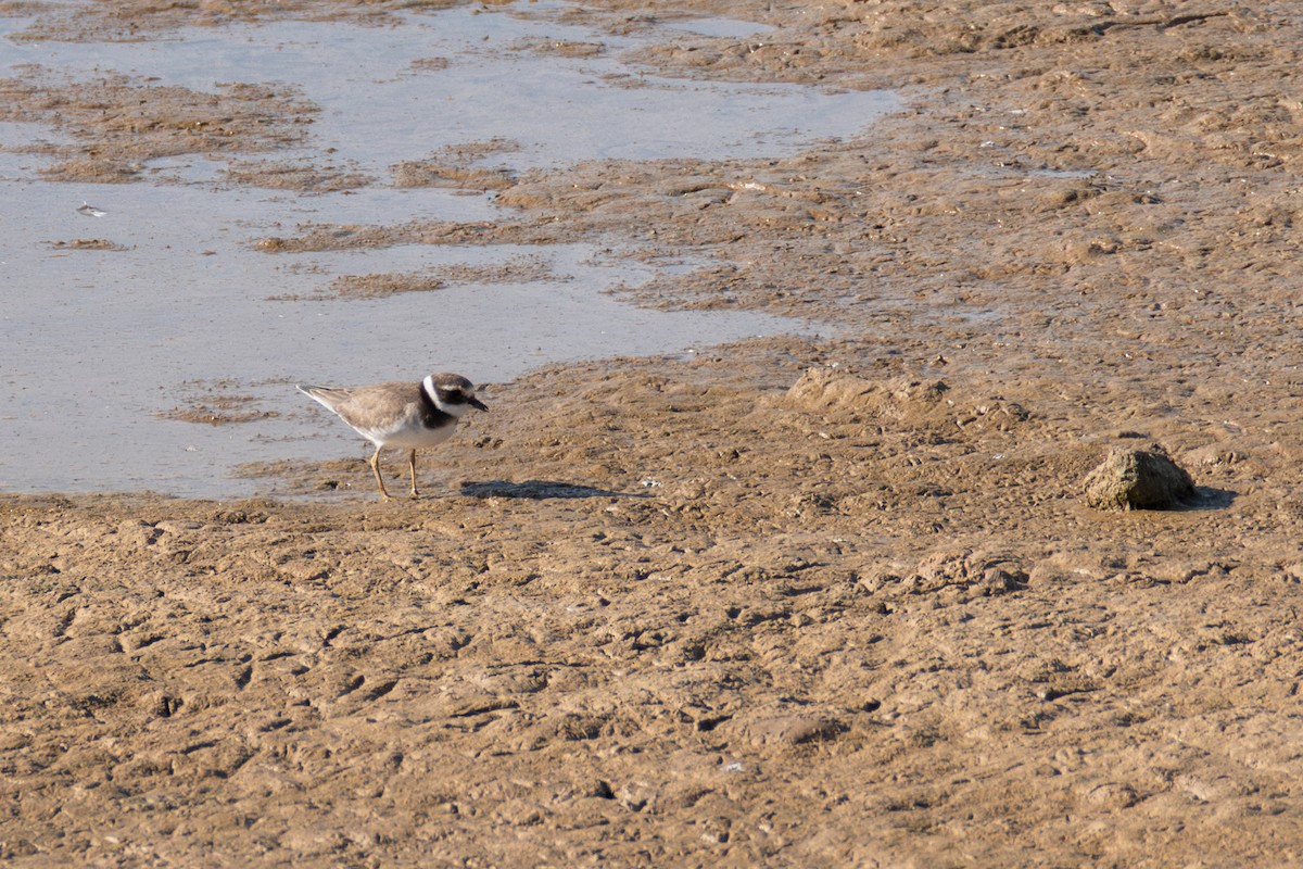 Common Ringed Plover - ML642981618