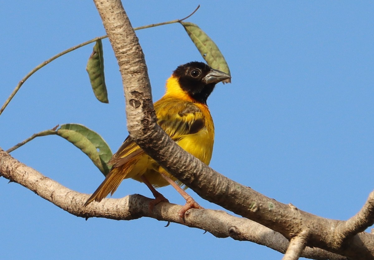 Black-headed Weaver - ML642981626