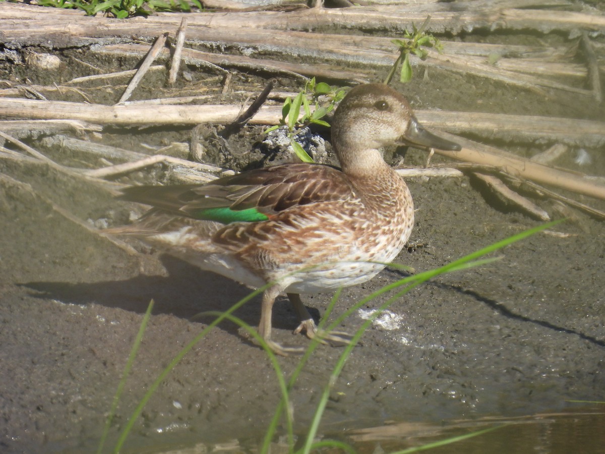 小水鴨 - ML642981629