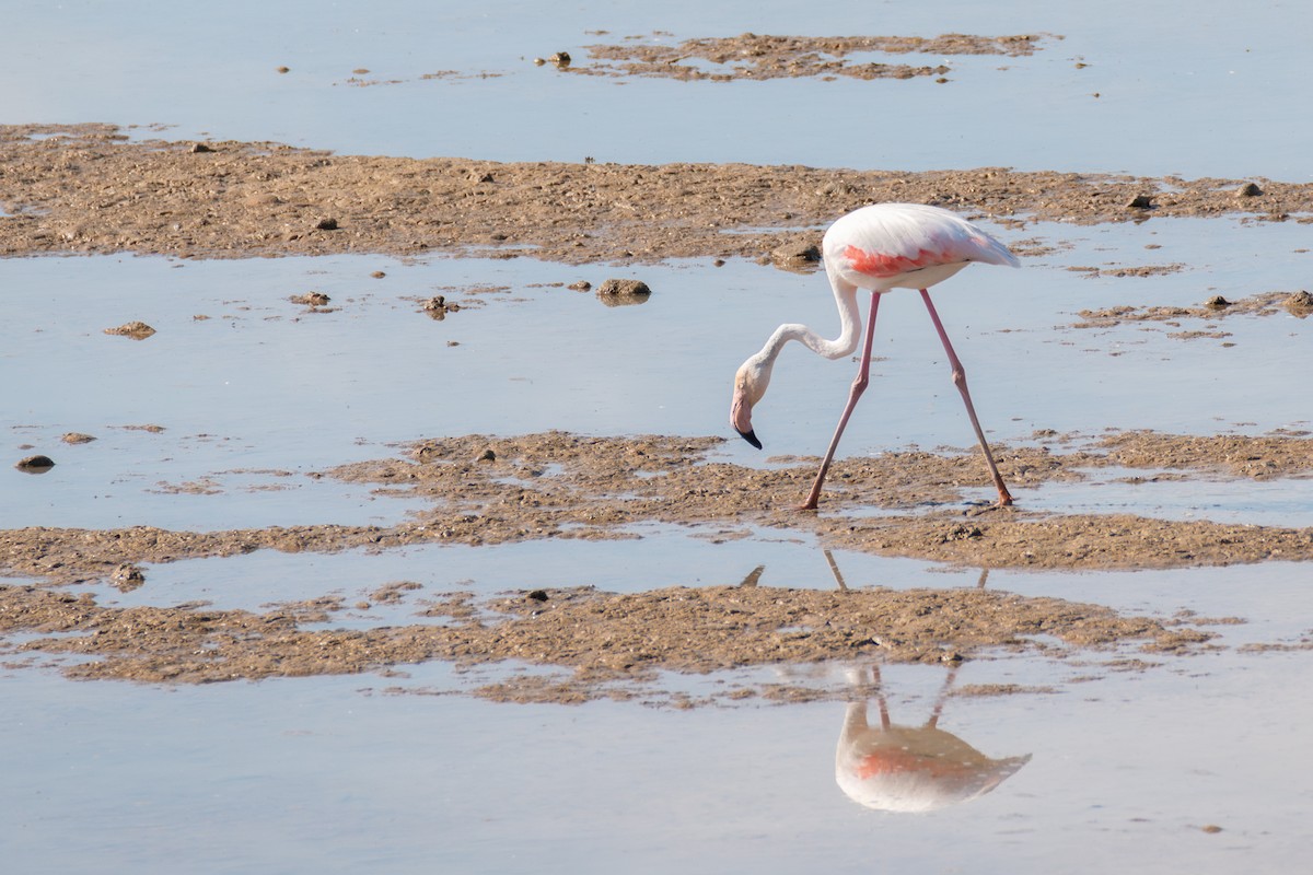 Greater Flamingo - ML642981631