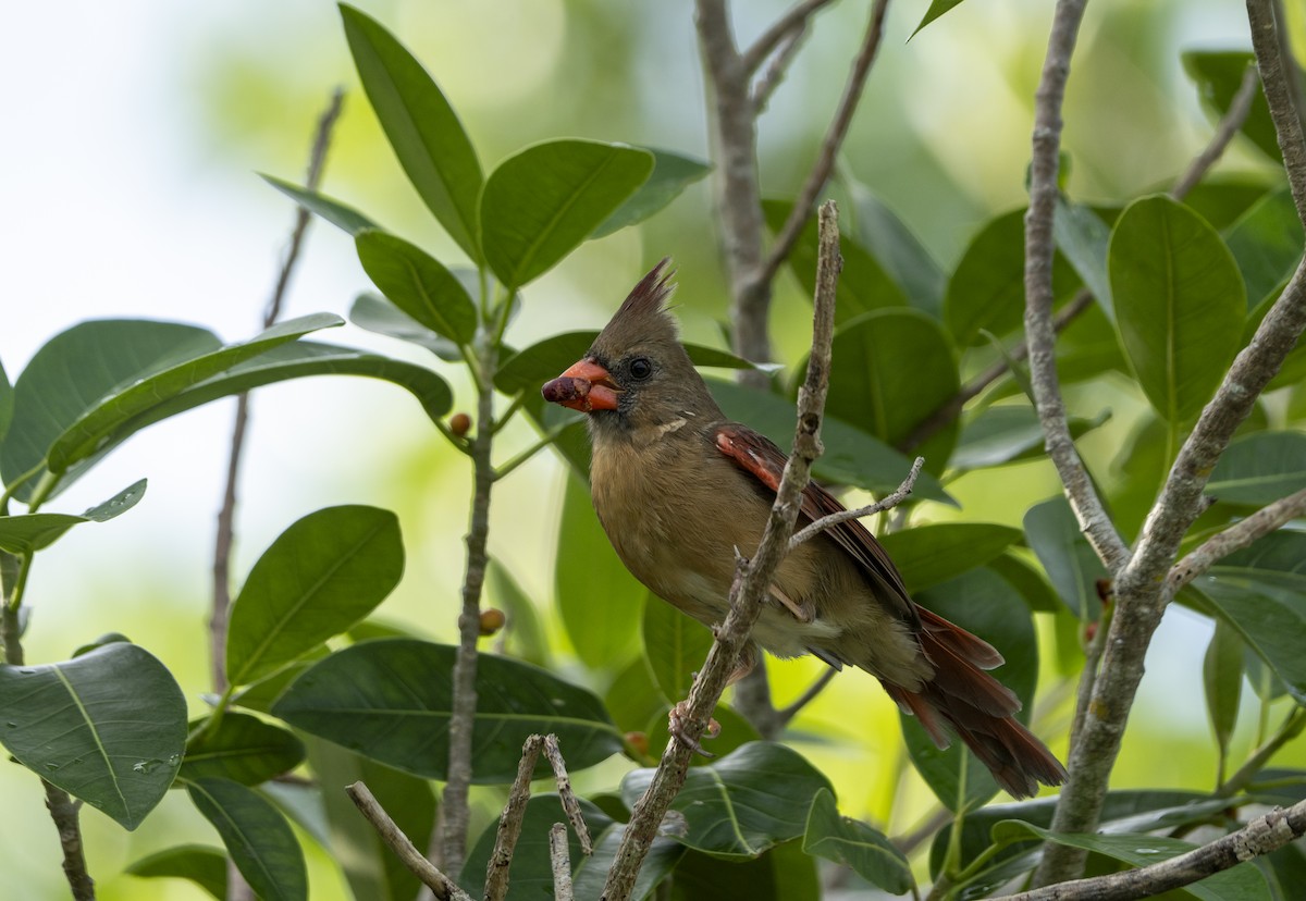 Northern Cardinal - ML642981639