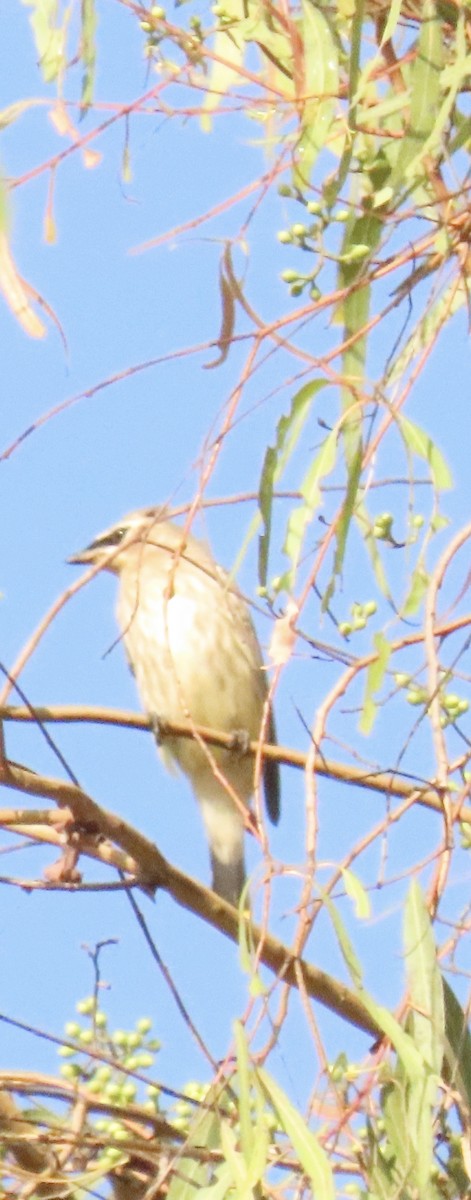 Cedar Waxwing - ML642981640