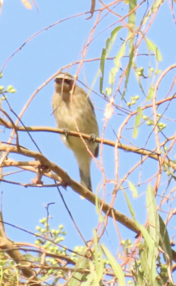 Cedar Waxwing - ML642981641