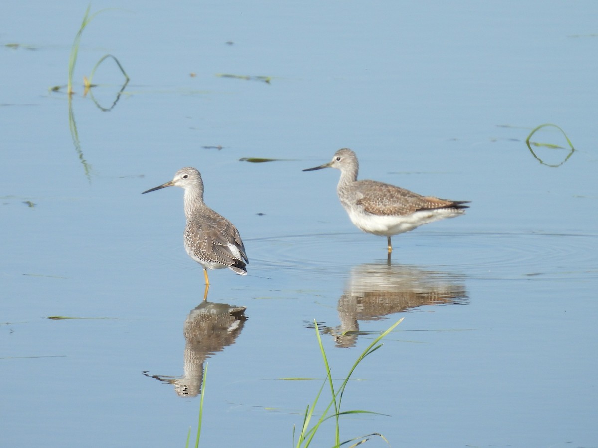 Greater Yellowlegs - ML642981642