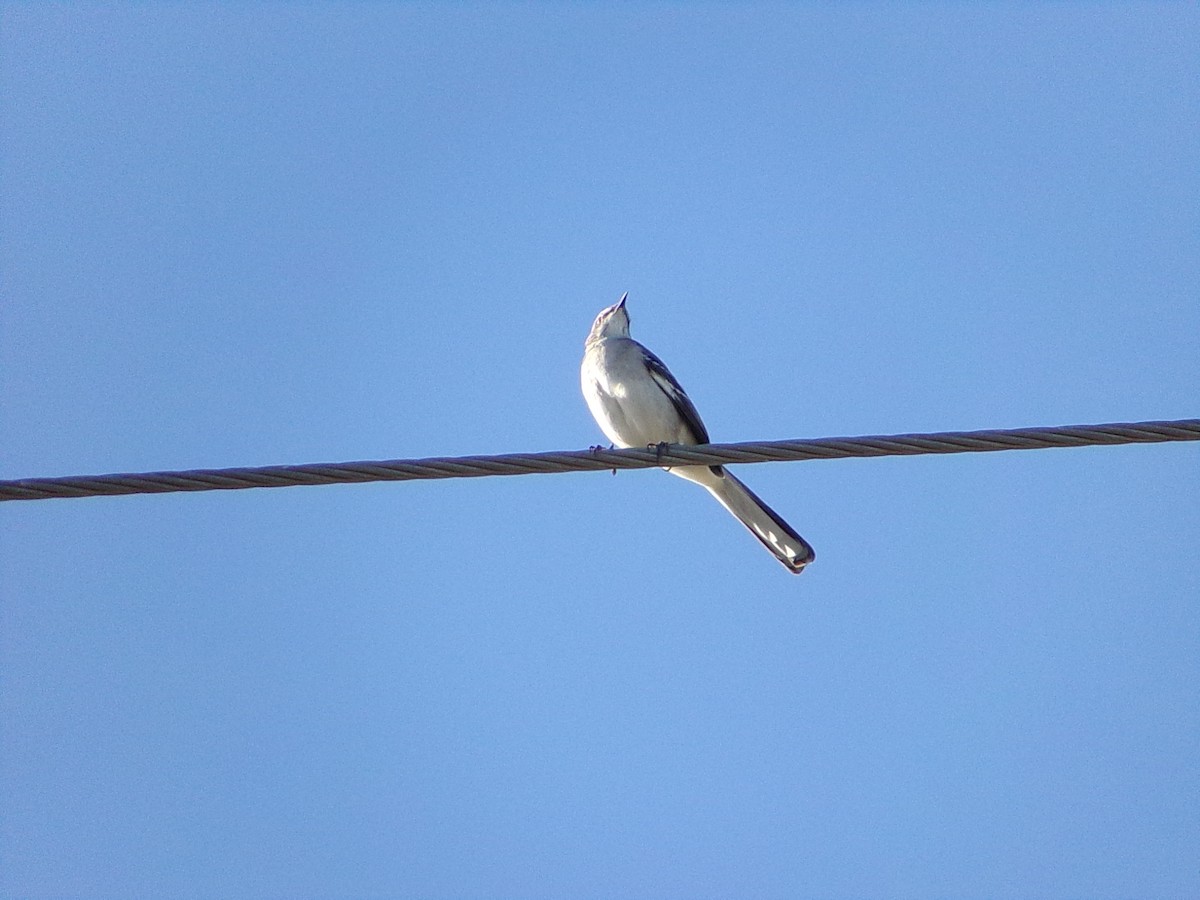 Northern Mockingbird - ML642981643
