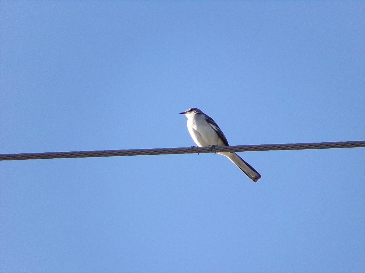 Northern Mockingbird - ML642981644