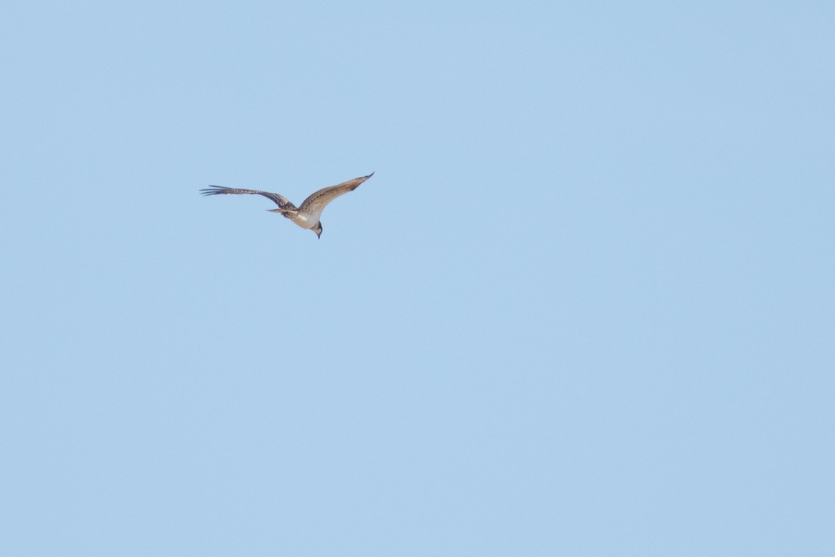 Osprey - ML642981645