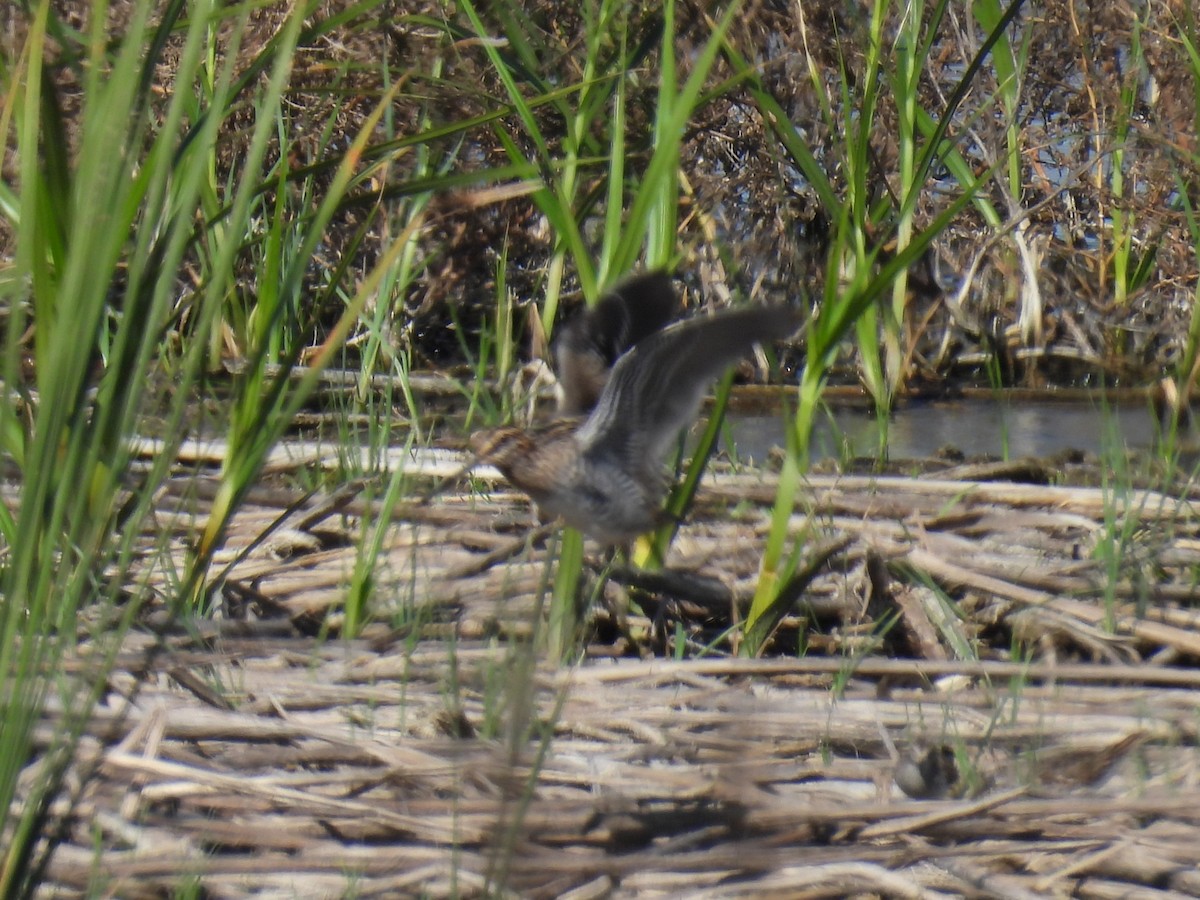 Wilson's Snipe - ML642981651