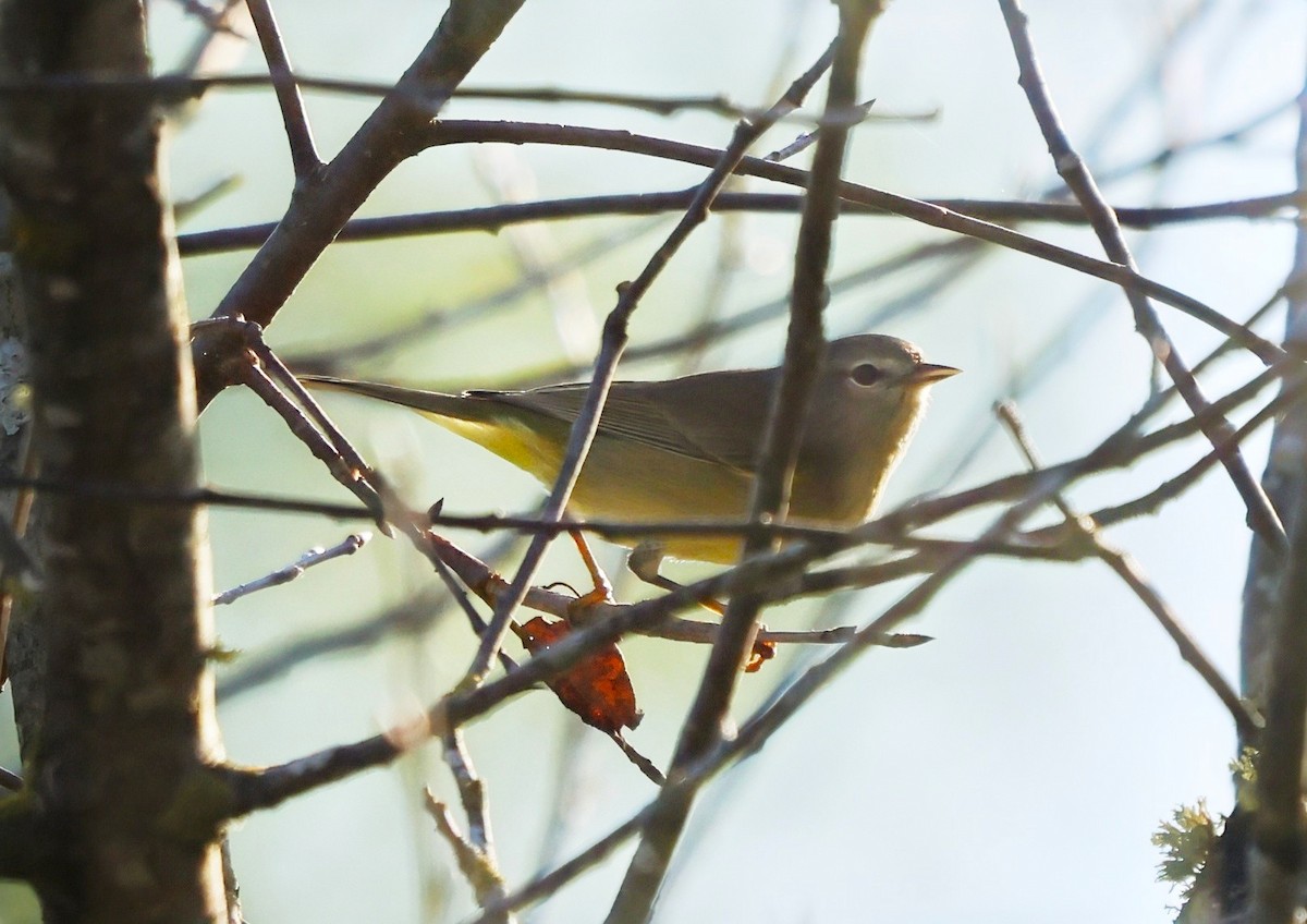 Orange-crowned Warbler - ML642981666