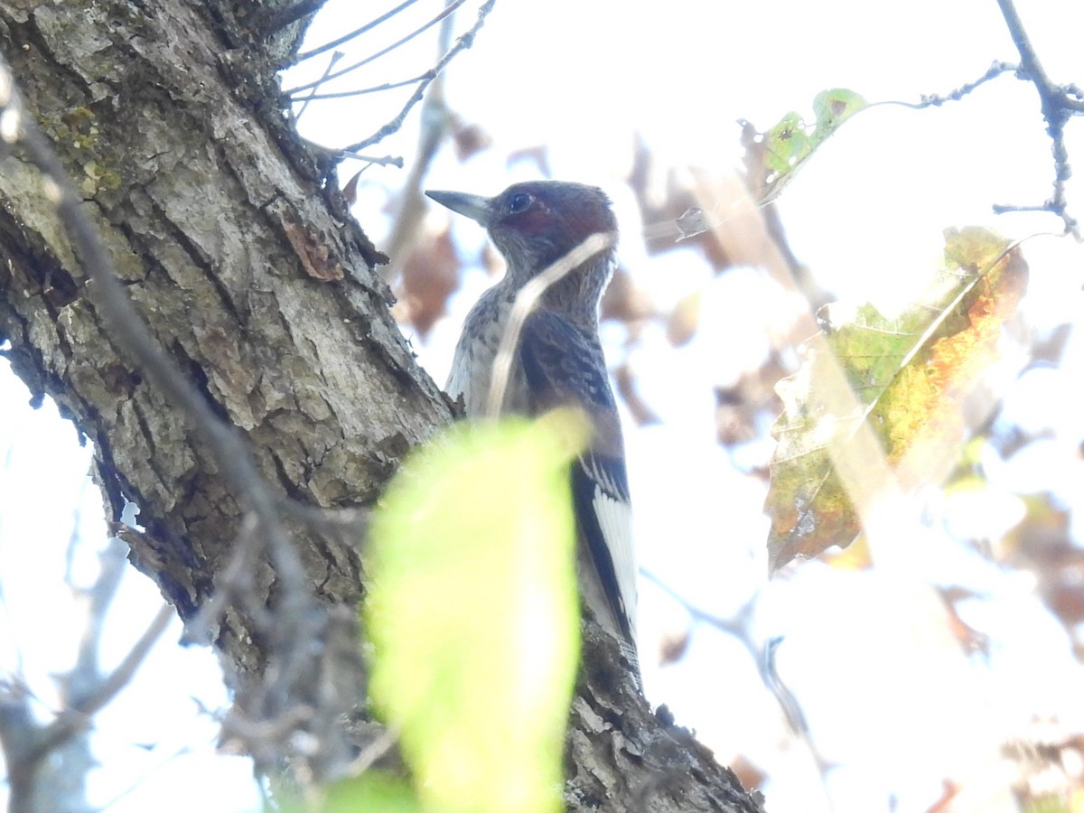 Red-headed Woodpecker - ML642981682