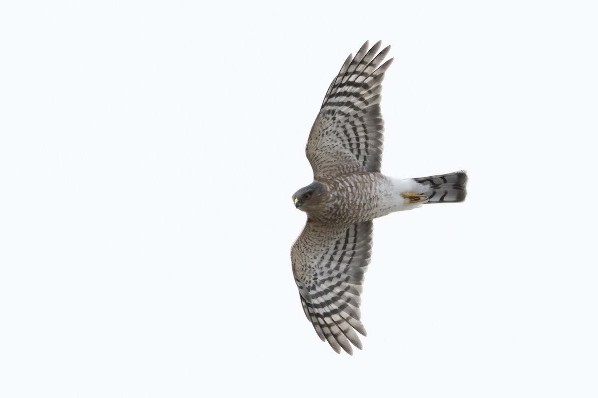 Sharp-shinned Hawk - ML642981690