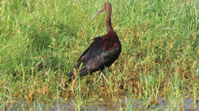 Glossy Ibis - ML642981710
