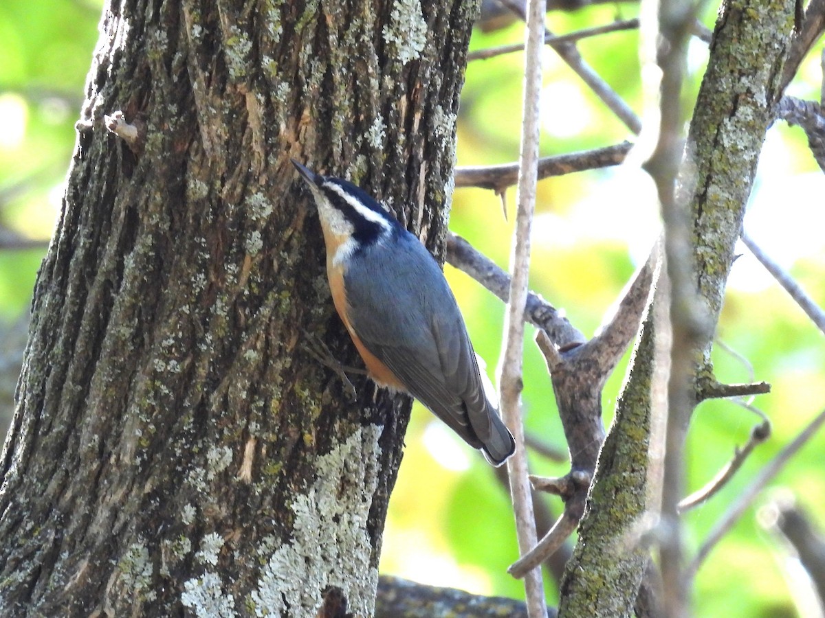 Red-breasted Nuthatch - ML642981720