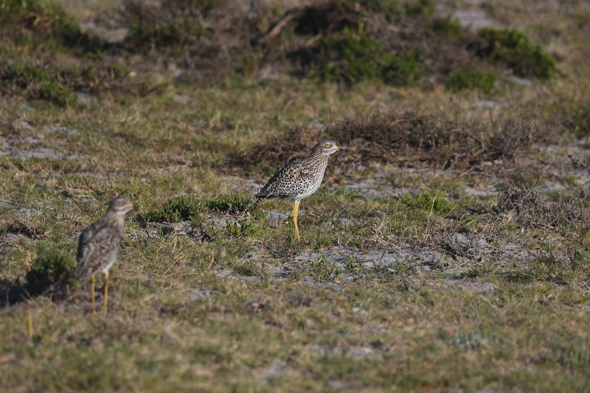 Spotted Thick-knee - ML642981738