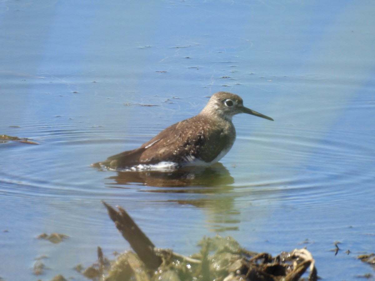 Solitary Sandpiper - ML642981743