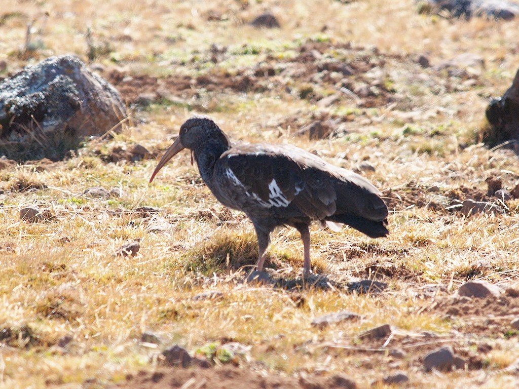 Wattled Ibis - ML642981753